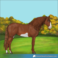 Horse Color:Chestnut Frame