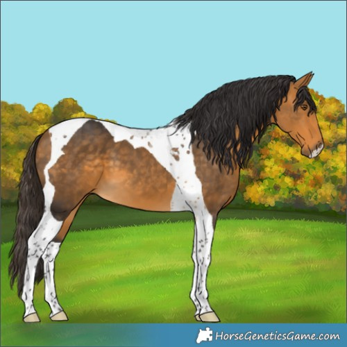 Horse Color:Buckskin Tobiano 