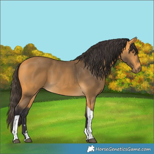 Horse Color:Buckskin Tobiano