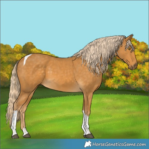 Horse Color:Palomino Tobiano 