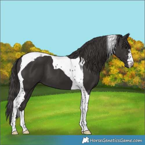 Horse Color:Smoky Black Tobiano 