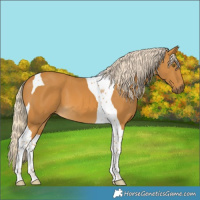 Horse Color:Palomino Tobiano 