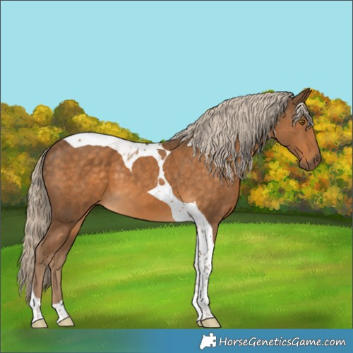 Horse Color:Chocolate Palomino Tobiano 