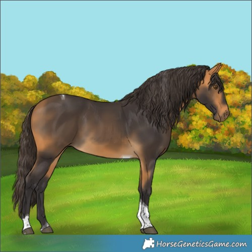 Horse Color:Buckskin Tobiano