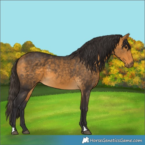 Horse Color:Buckskin 