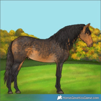 Horse Color:Buckskin 