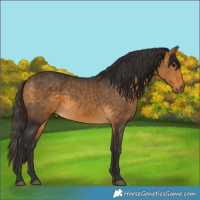 Horse Color:Buckskin 