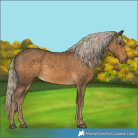Horse Color:Chocolate Palomino