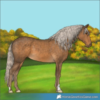 Horse Color:Chocolate Palomino