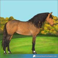 Horse Color:Buckskin 