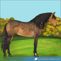 Horse Color:Buckskin