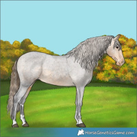 Horse Color:Buckskin Varnish 