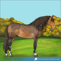 Horse Color:Buckskin Appaloosa 