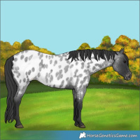Horse Color:Blue Roan Near Leopard