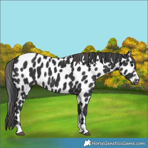 Horse Color:Black Appaloosa 
