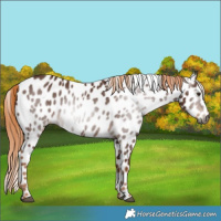 Horse Color:Gray Chestnut Leopard 