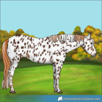 Horse Color:Gray Chestnut Appaloosa 