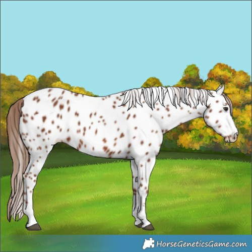 Horse Color:Chestnut Appaloosa 