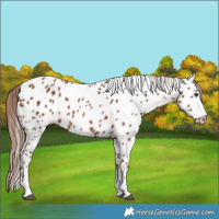 Horse Color:Chestnut Leopard 