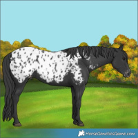 Horse Color:Black Appaloosa