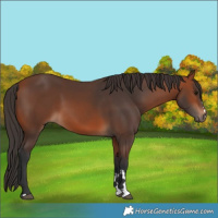 Horse Color:Bay 