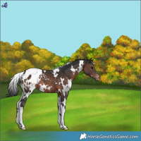 Horse Color:White Spotted Brown Blanket 