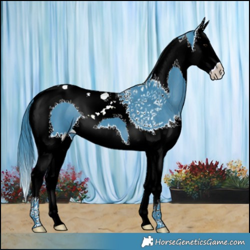 Horse Color:Watercolor Black Splash Tobiano 
