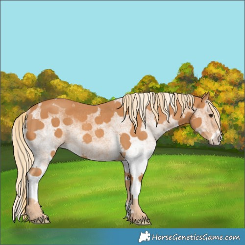 Horse Color:White Spotted Chestnut Rabicano 