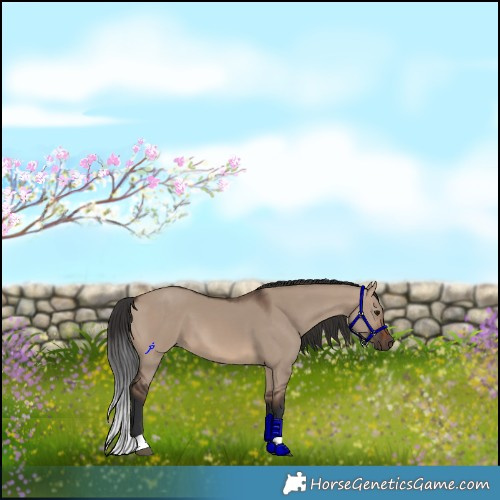 Horse Color:Brown Dun 