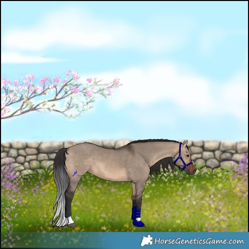 Horse Color:Brown Dun 