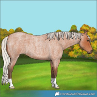 Horse Color:Silver Bay Roan 