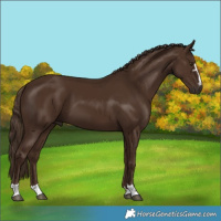 Horse Color:Liver Chestnut 