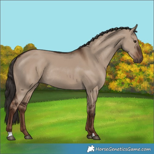 Horse Color:Liver Red Dun Rabicano
