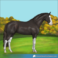 Horse Color:Liver Chestnut Splash 