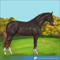 Horse Color:Liver Chestnut