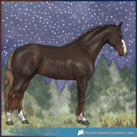 Horse Color:Liver Chestnut 
