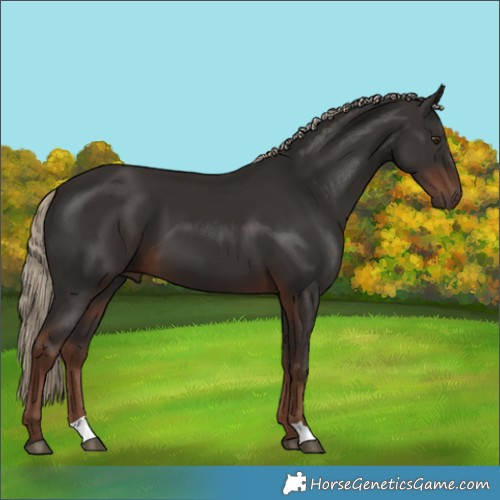 Horse Color:Liver Chestnut 