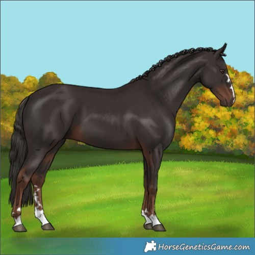 Horse Color:Liver Chestnut 