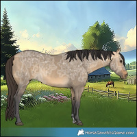 Horse Color:Buckskin Ice Dun 