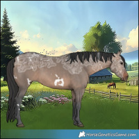 Horse Color:White Spotted Brown Ice Dun 