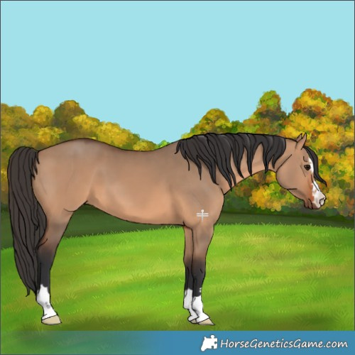 Horse Color:Bay Dun 