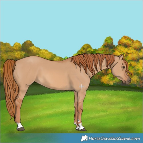 Horse Color:Red Dun 