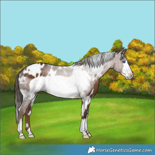Horse Color:White Spotted Liver Chestnut Frame