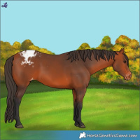 Horse Color:Bay Blanket