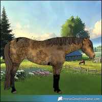Horse Color:Void Buckskin Ice Tobiano 
