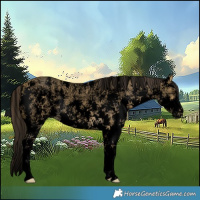 Horse Color:Void Buckskin Ice Dun Sabino