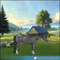 Horse Color:Black Sabino