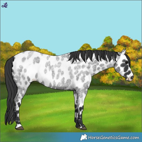 Horse Color:Blue Roan Appaloosa 