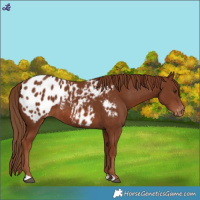 Horse Color:Chestnut Blanket