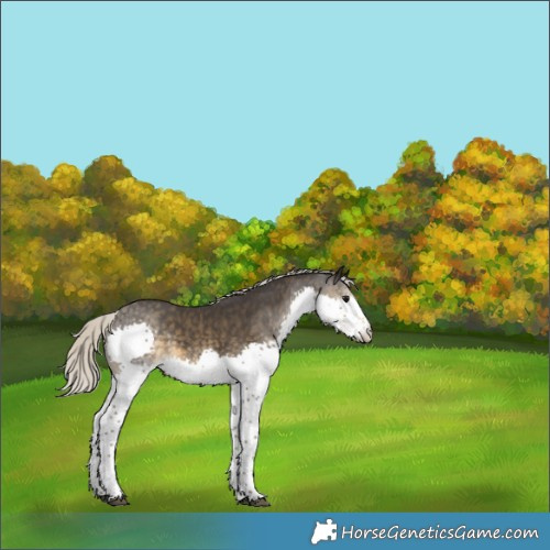 Horse Color:Silver Smoky Black Splash 